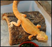 Patternless Orange