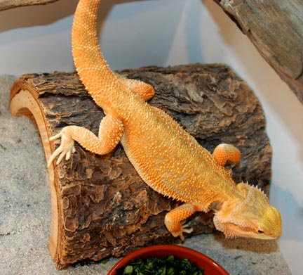Patternless Orange