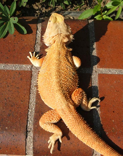 Patternless Orange