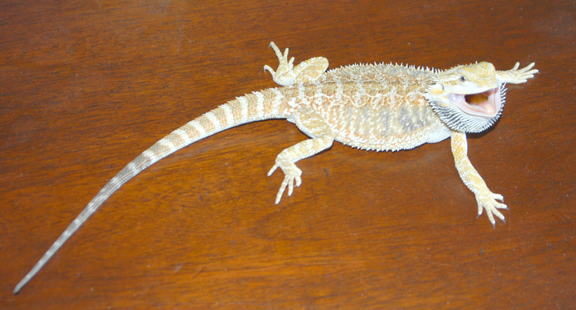 Yellow Bearded Dragon