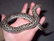 Eryx jaculus female