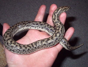 Eryx jaculus female