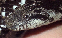 Eryx miliaris
