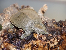 Softshell