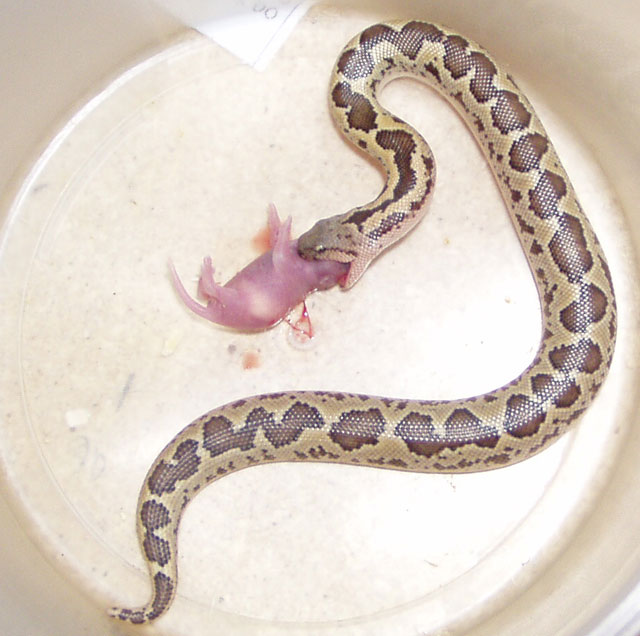 Eryx conicus