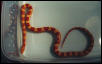 Amel Corn