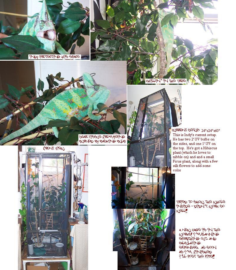 WebPic1