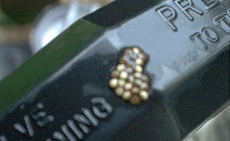Cope's eggs on handle