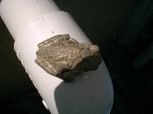 Wild Cope's on Pool Pipe