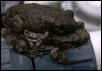 Cope's in amplexus
