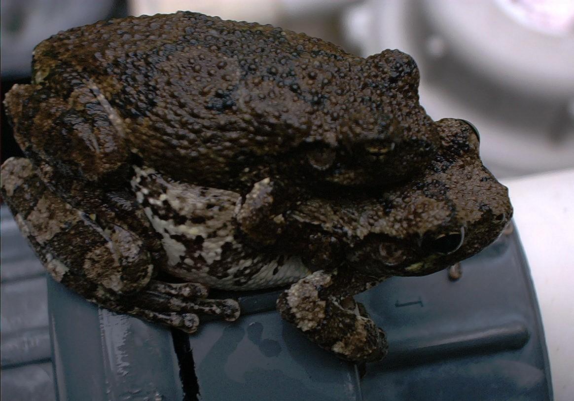 Cope's in amplexus
