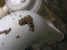 Eggs on PVC pipe