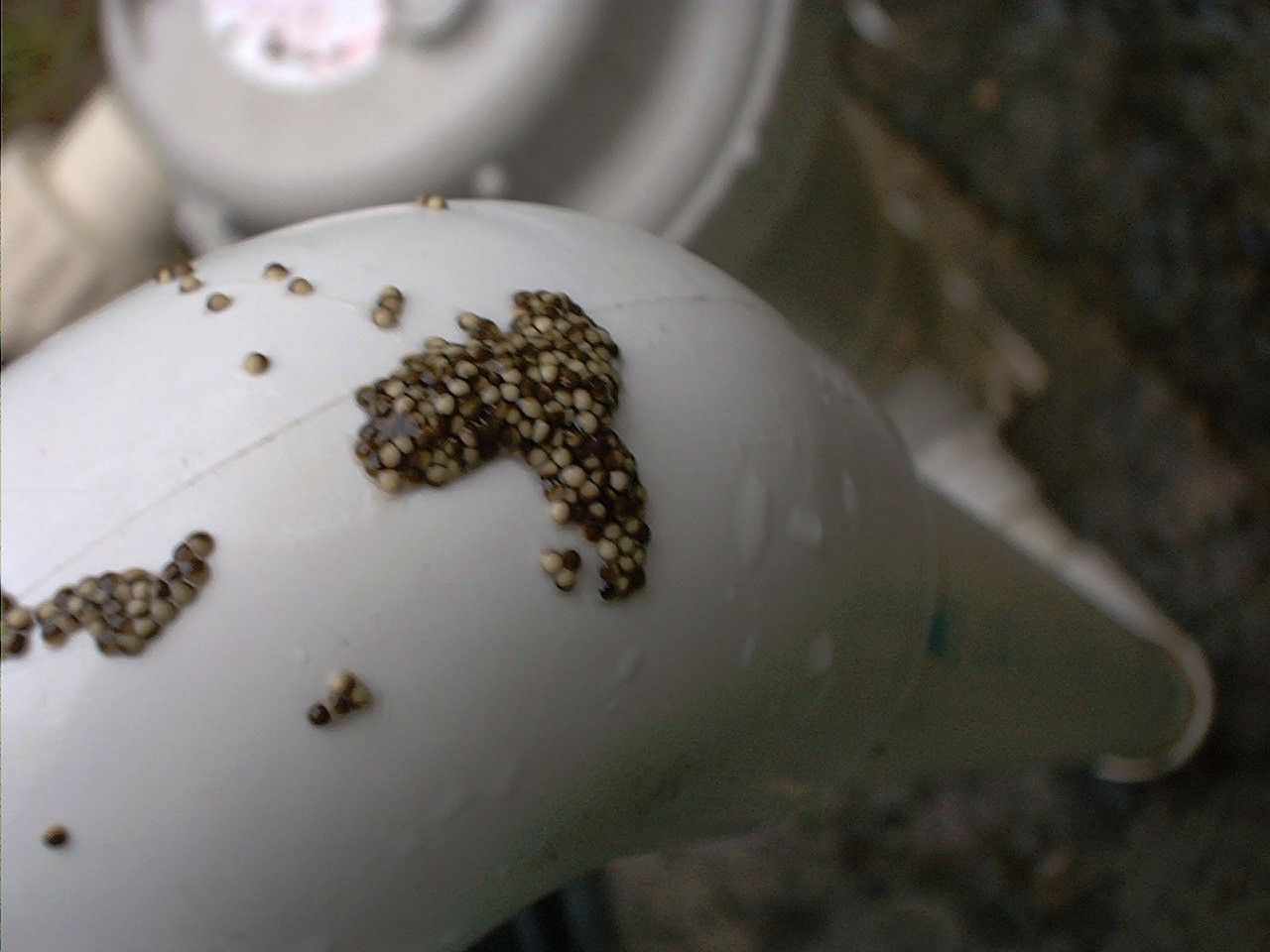 Eggs on PVC pipe