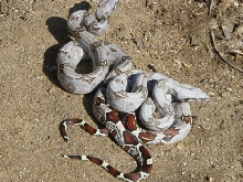 Poss Hypo???