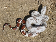 Poss Hypo???