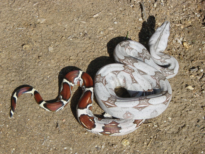 Poss Hypo???