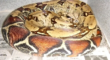 While Gravid