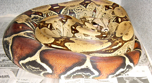 While Gravid