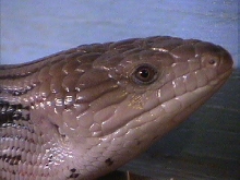 Asraele