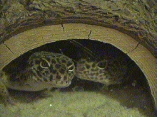 Faras and Calleigh