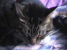 Kittie Kitten