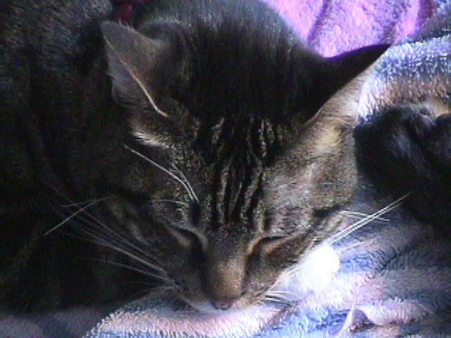 Kittie Kitten