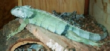 Sahid