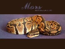 mors desktop