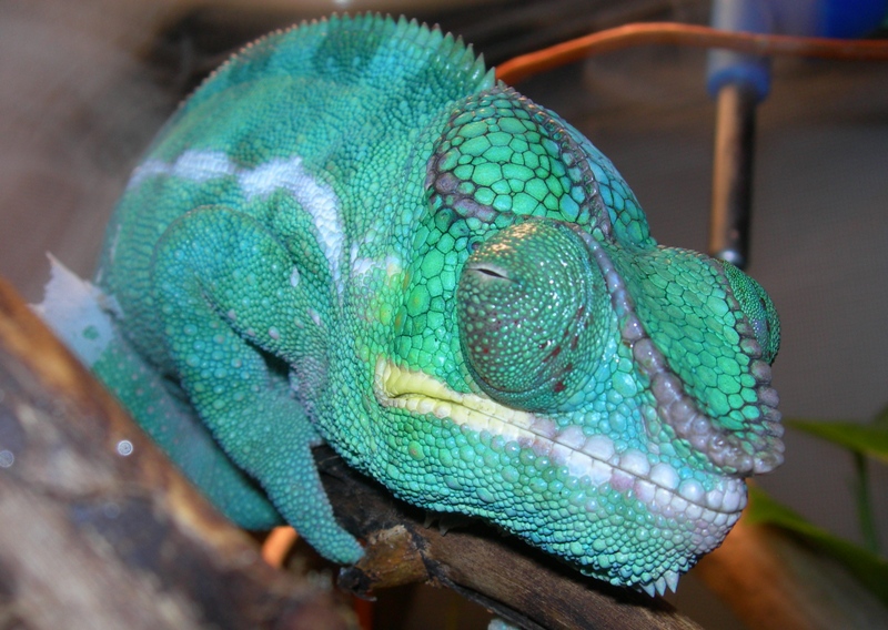 right eye