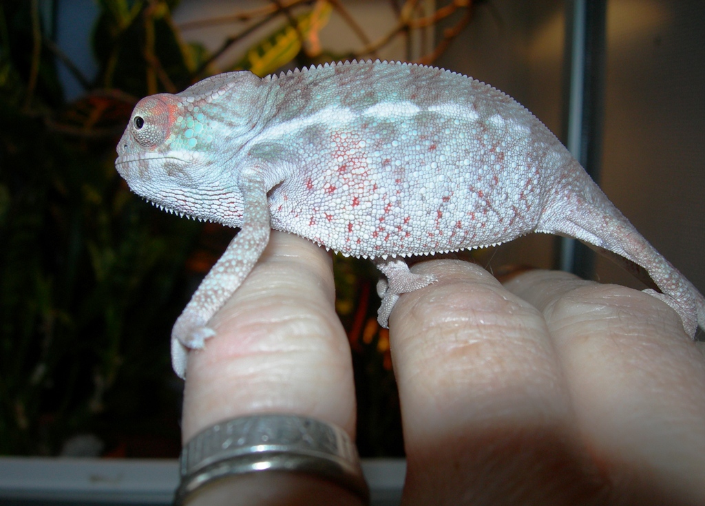 Showing colors!