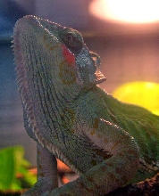 mmm...strawberry....