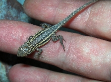 2 day old male blotchie!