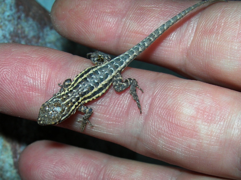 2 day old male blotchie!