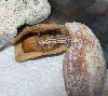 Stan Jr. in a jacaranda pod!