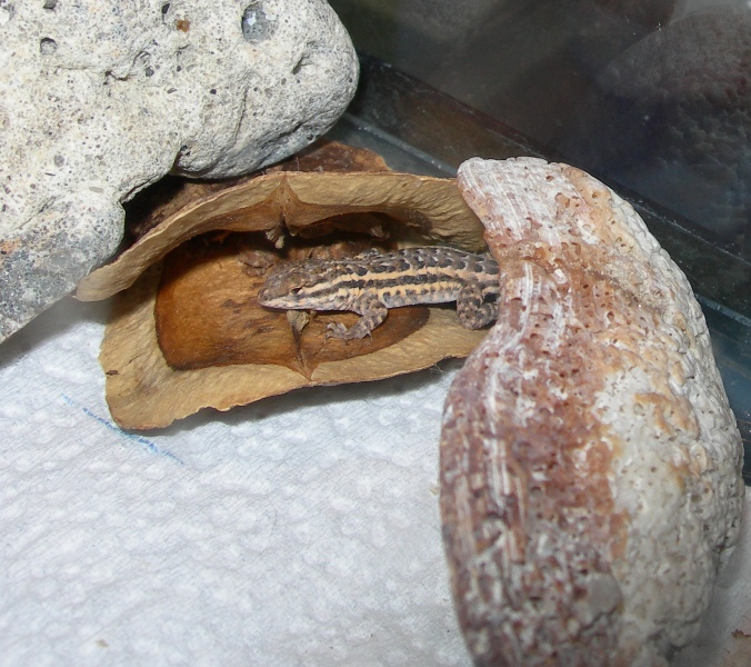 Stan Jr. in a jacaranda pod!