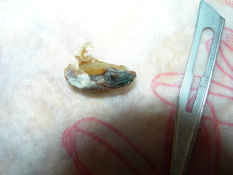 dissected egg