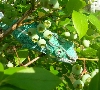 Cyrus in the blue berries