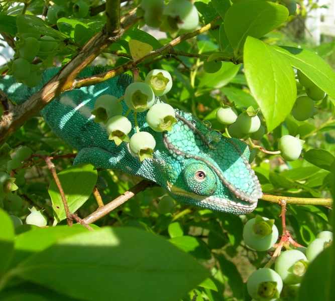 Cyrus in the blue berries