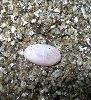 egg-1
