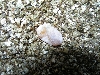 egg-2