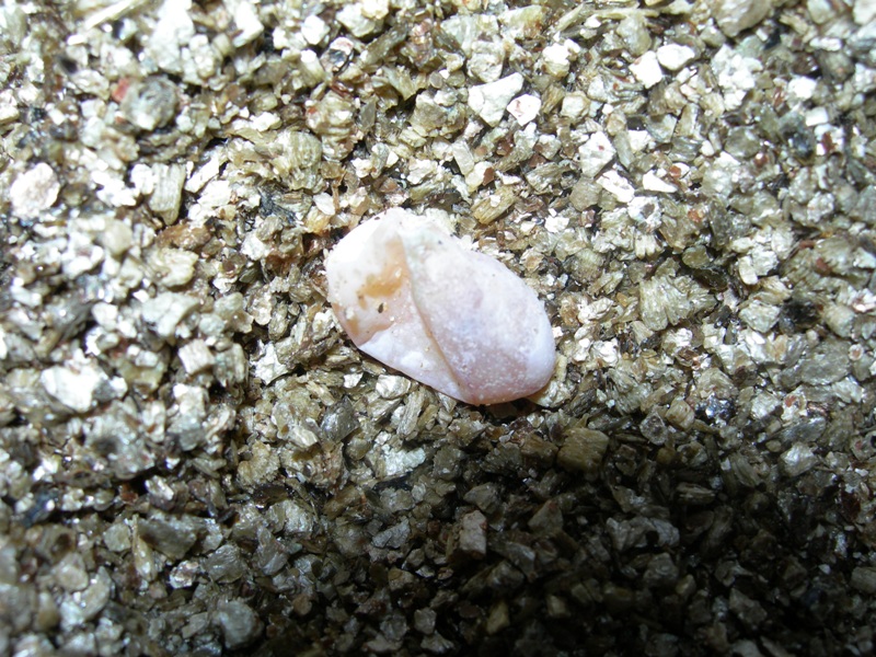 egg-2