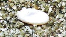 egg-3