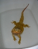 Darwin