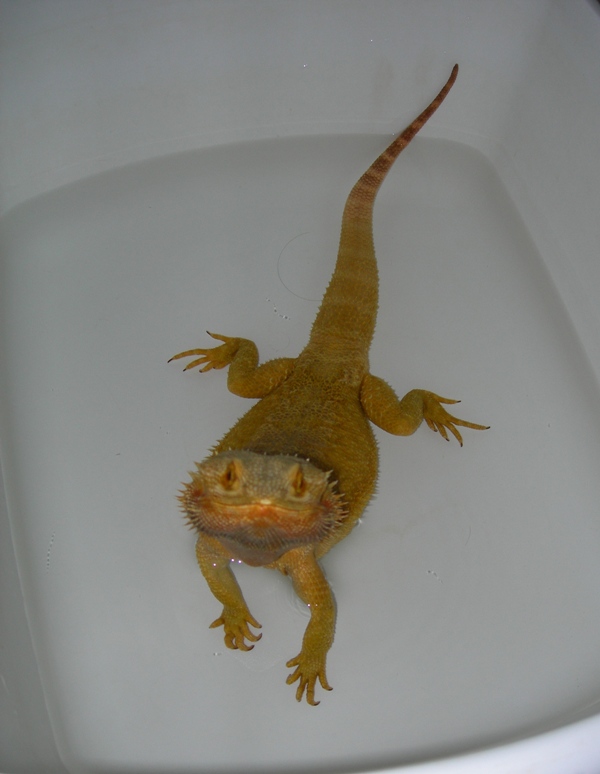 Darwin