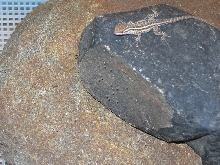 jr