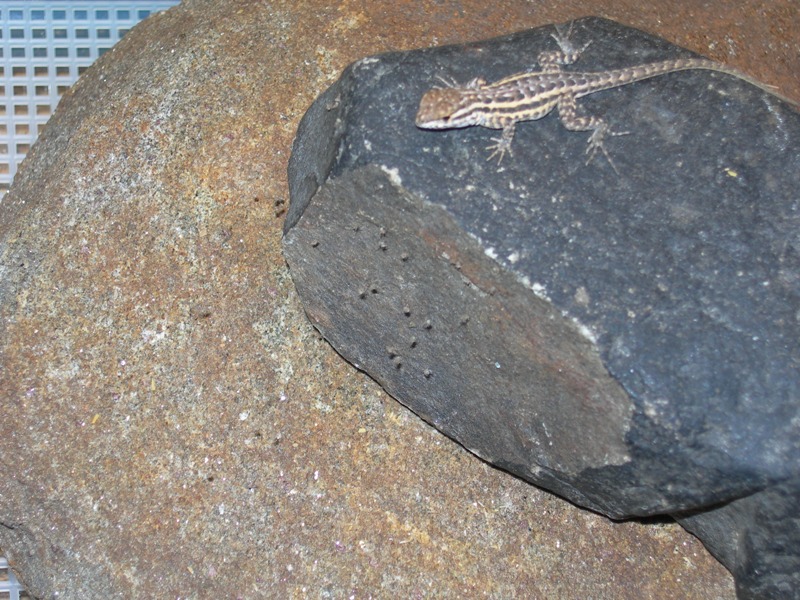 jr