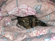 kyndra peeking