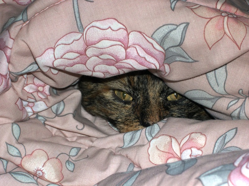kyndra peeking