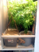 Luna's laying set up