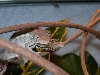 My first moth!